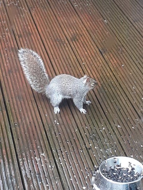 Sexysquirrel nude leaked OnlyFans pic