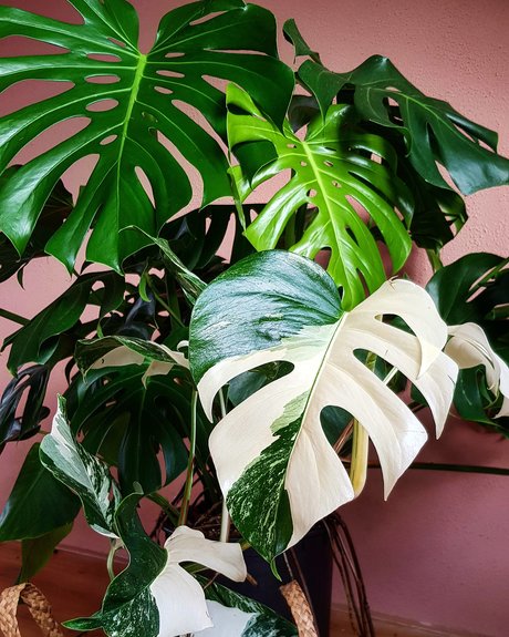 Monstera Mania nude leaked OnlyFans pic