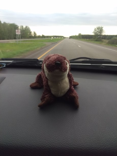 Otter On a Roadtrip nude leaked OnlyFans pic